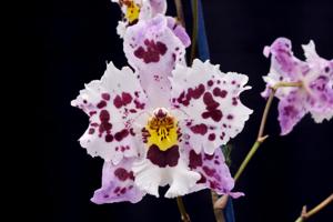 Oncidium McBean's Abigail