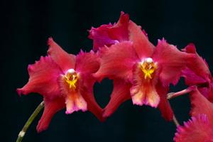 Oncidium McBean's Isabel