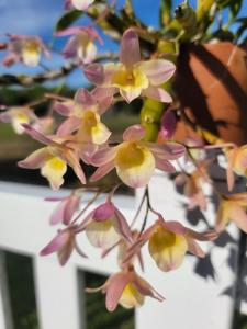 Dendrobium Spring Bird