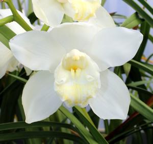 Cymbidium Loch Watten