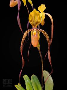 Paphiopedilum Wössner Sphinx