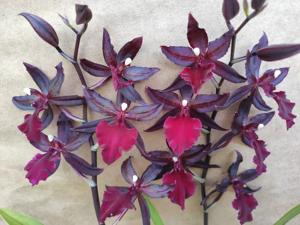 Oncostele Midnight Miracles