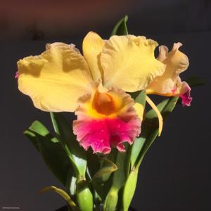 Rhyncholaeliocattleya Jim's Gold