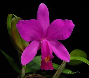 Cattleya Zachary Hodes