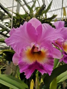 Rhyncholaeliocattleya Carlos Fighetti