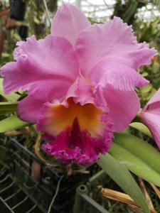 Rhyncholaeliocattleya Carlos Fighetti