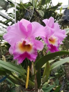 Rhyncholaeliocattleya Carlos Fighetti