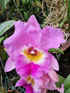 Rhyncholaeliocattleya Carlos Fighetti