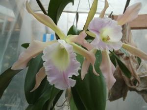 Rhyncholaeliocattleya Helen