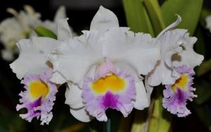 Rhyncholaeliocattleya Memoria Frank Hoffmann
