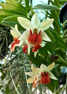 Dendrobium Hsinying Frostymaree