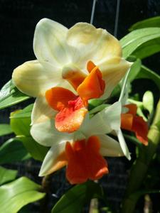 Dendrobium Hsinying Frostymaree