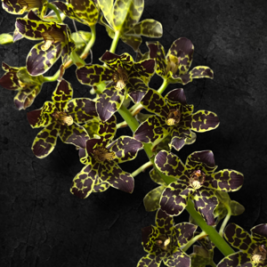 Grammatophyllum Crownfox Leopard