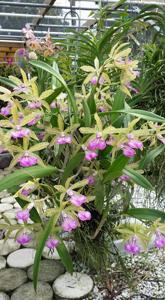 Brassocattleya Florida Stars