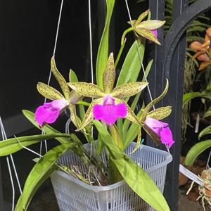 Brassocattleya Florida Stars