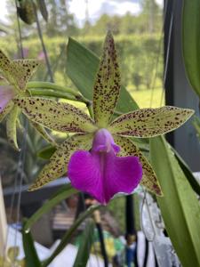 Brassocattleya Florida Stars