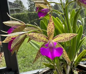 Brassocattleya Florida Stars