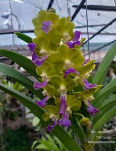 Vandachostylis Aromatic