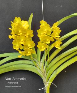 Vandachostylis Aromatic