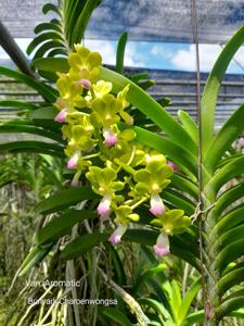 Vandachostylis Aromatic