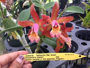 Cattlianthe Star Quest