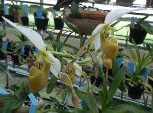 Paphiopedilum Lian Tan