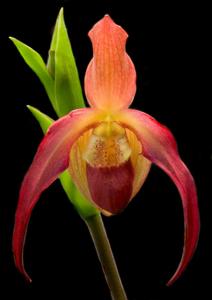 Phragmipedium Dragon's Light