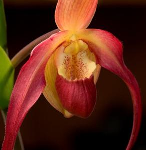 Phragmipedium Dragon's Light