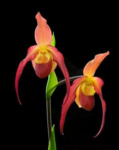 Phragmipedium Dragon's Light