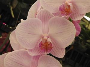 Phalaenopsis Taisuco Pink Girl