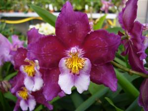 Oncidium Findelkind