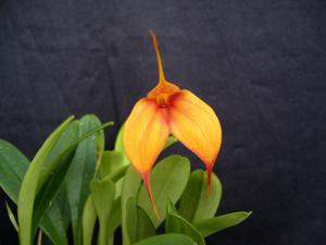 Masdevallia Teipels Tiger