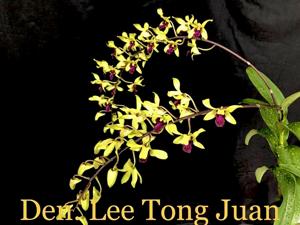 Dendrobium Lee Tong Juan BBM