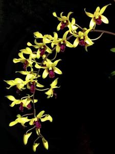 Dendrobium Lee Tong Juan BBM