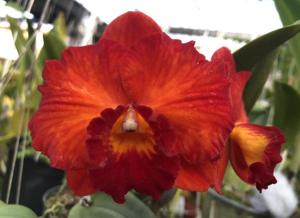 Rhyncholaeliocattleya Apricot Sands