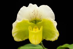 Paphiopedilum Emerald Lake