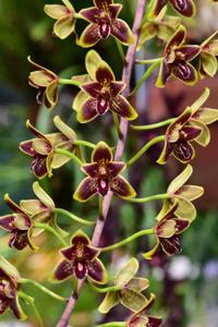 Cymbidium Helen Bannerman