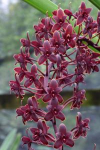 Cymbidium Helen Bannerman