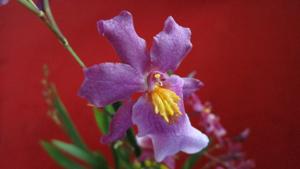 Aliceara Tahitian Dancer