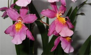 Aliceara Tahitian Dancer