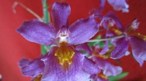 Aliceara Tahitian Dancer