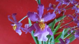 Aliceara Tahitian Dancer