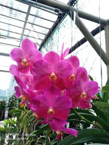 Vanda Brighton Sunset