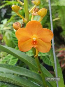 Vanda Brighton's Gold