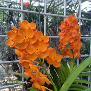 Vanda Brighton's Gold