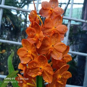 Vanda Brighton's Gold