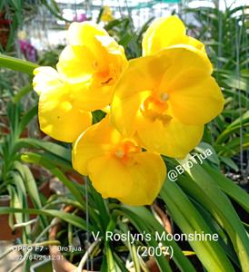 Vanda Roslyn's Moonshine