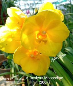 Vanda Roslyn's Moonshine