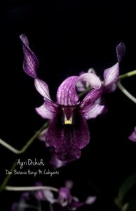 Dendrobium Batavia Haryo M. Cahyanto