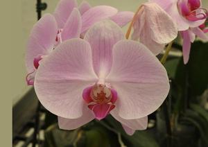 Phalaenopsis Unimax Blush